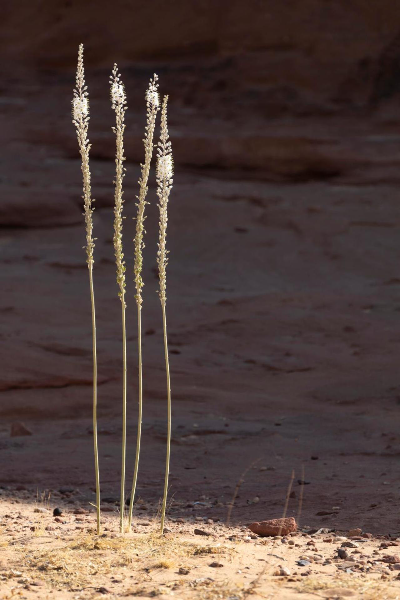 Wadi Rum Camp & Jeep Tour エクステリア 写真