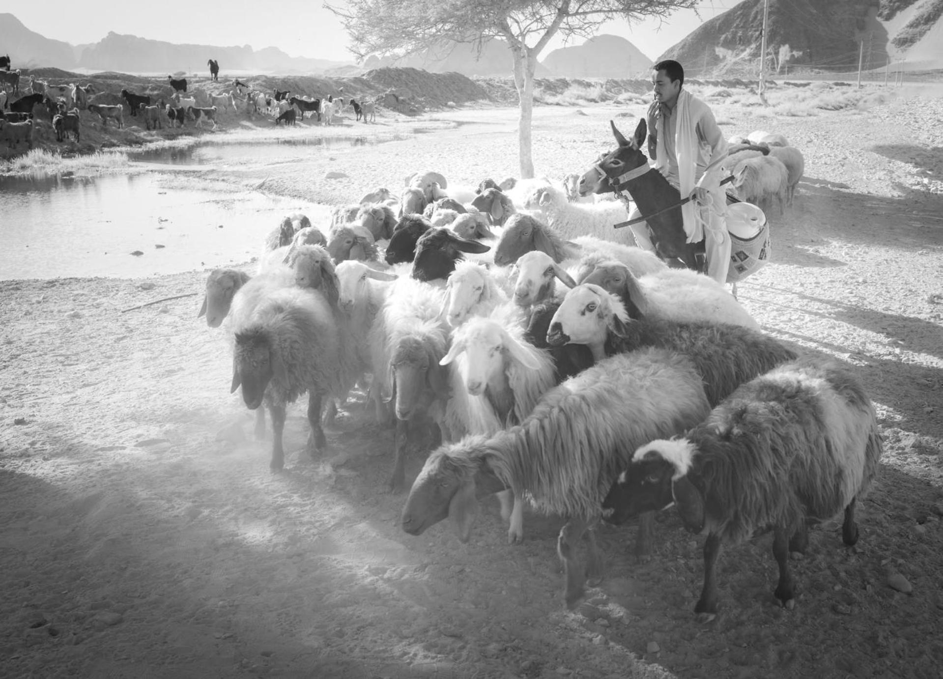 Wadi Rum Camp & Jeep Tour エクステリア 写真