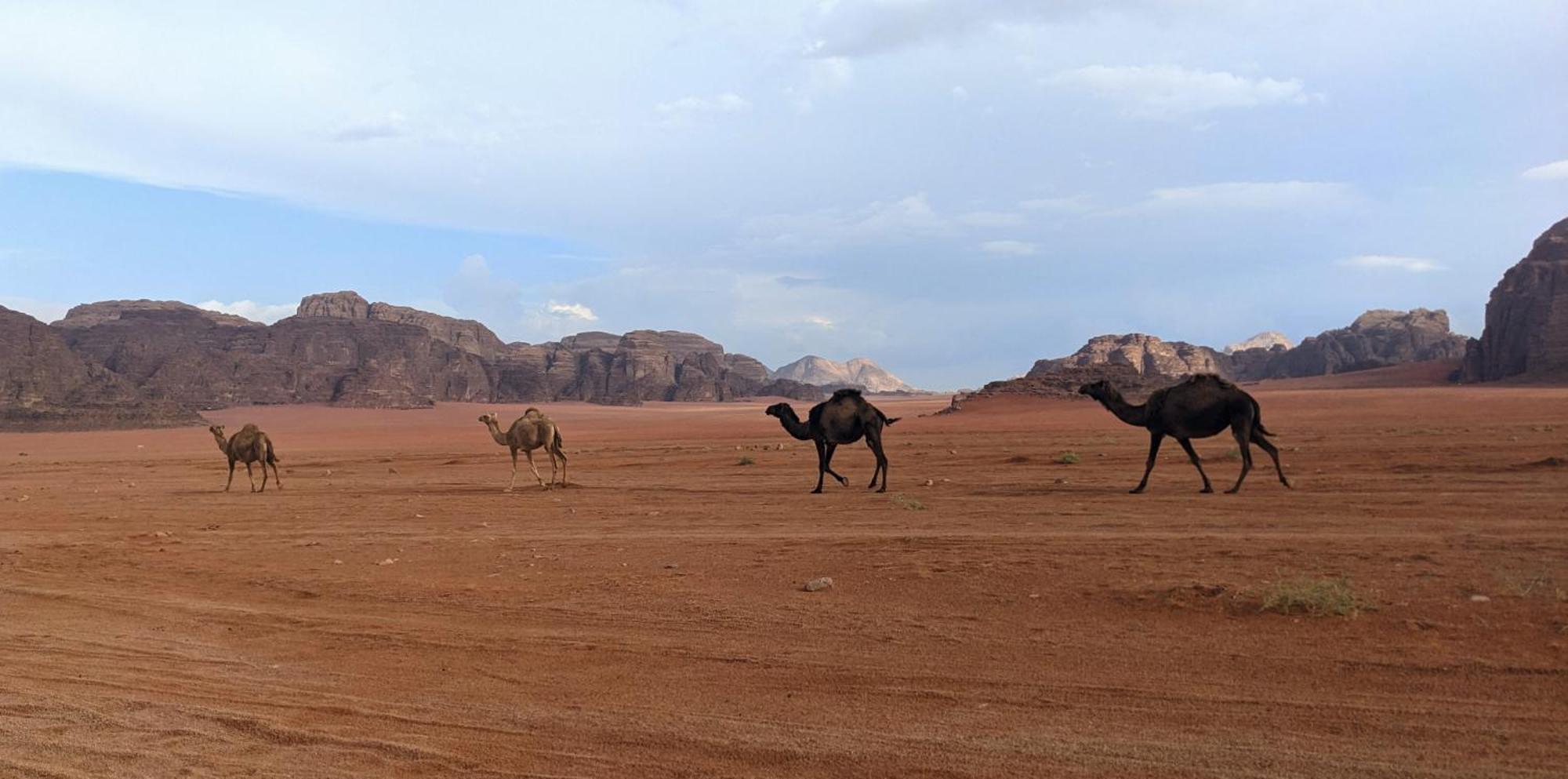 Wadi Rum Camp & Jeep Tour エクステリア 写真